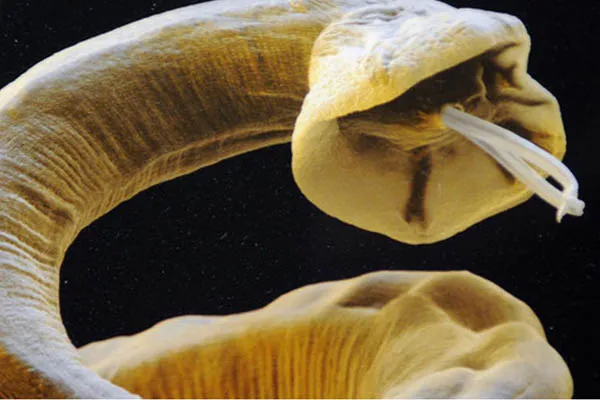 Herbal and Homeopathic Vet in North Wales & NW England