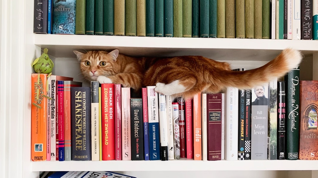 Herbal and Homeopathic Vet in North Wales & NW England