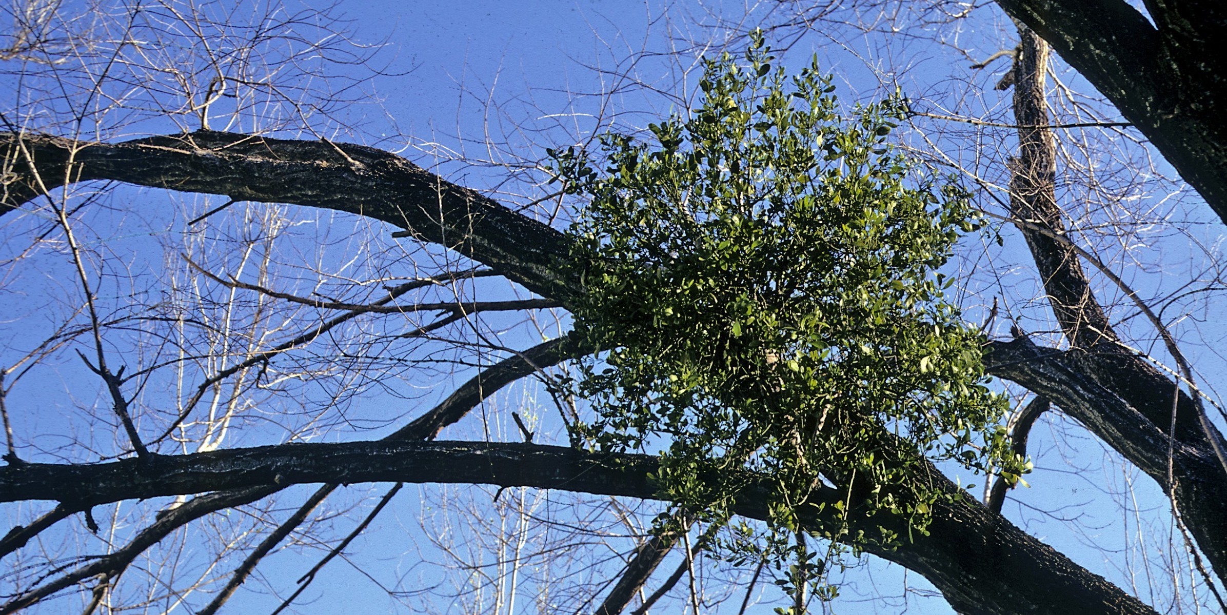 Herbal and Homeopathic Vet in North Wales & NW England